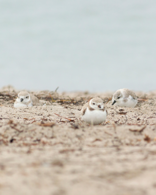 Sanderling & Piping Plovers on the beach
