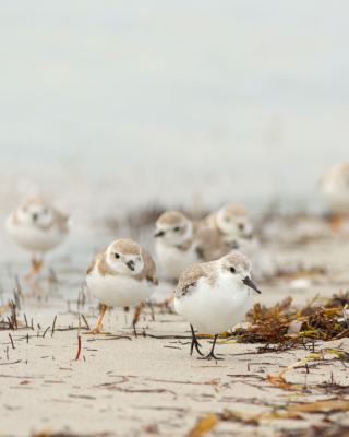 Piping Plovers chasing Sanderling on the beach