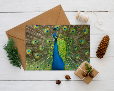 Peacock Photo Card