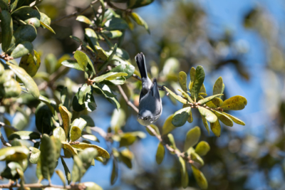 Blue-gray Gnatcatcher leaning over branches