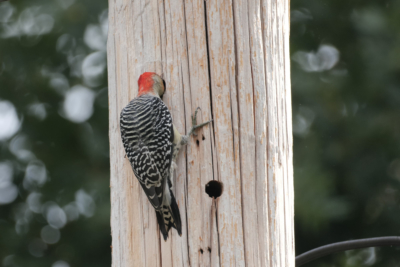 Red-bellied Woodpecker with its head in a hole on a wood light pole